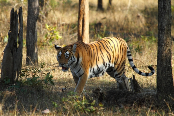 The serene Pench river landscape